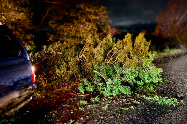 Fallen-Tree-blocking-A15-Navenby